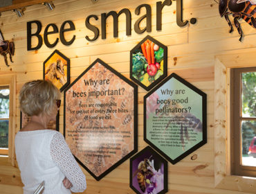 История успеха бизнеса на пчелах. Стартап Biezen с февраля начал продавать мед в сети SPAR